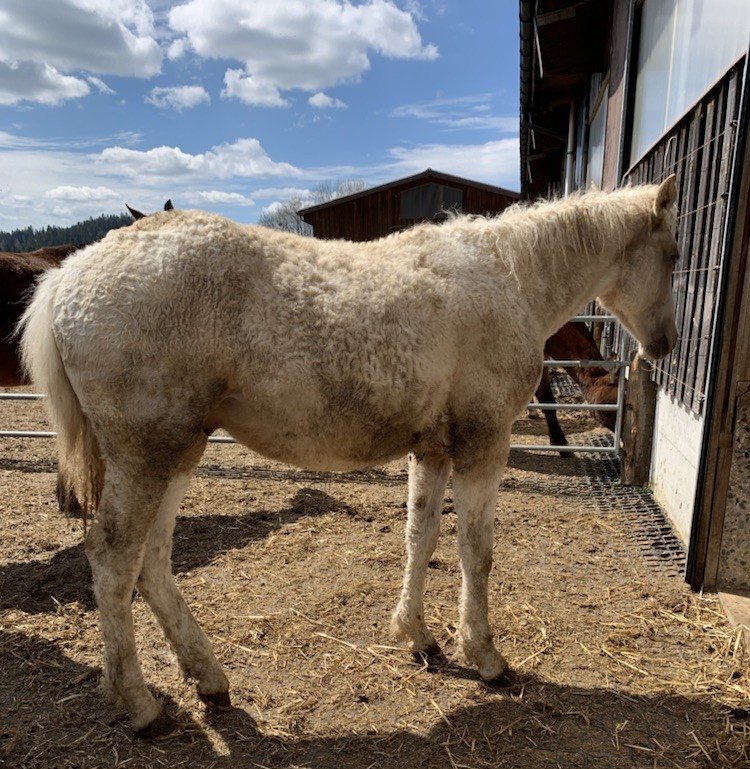 Curly Horse Porträt