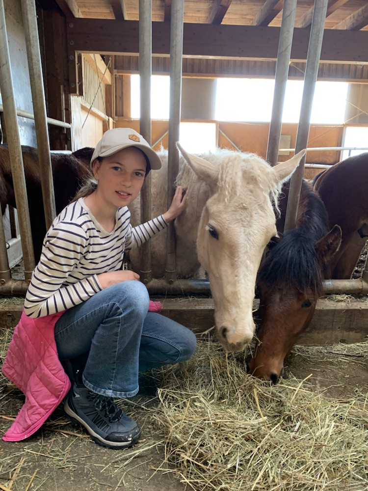 Curly Horse im Stall