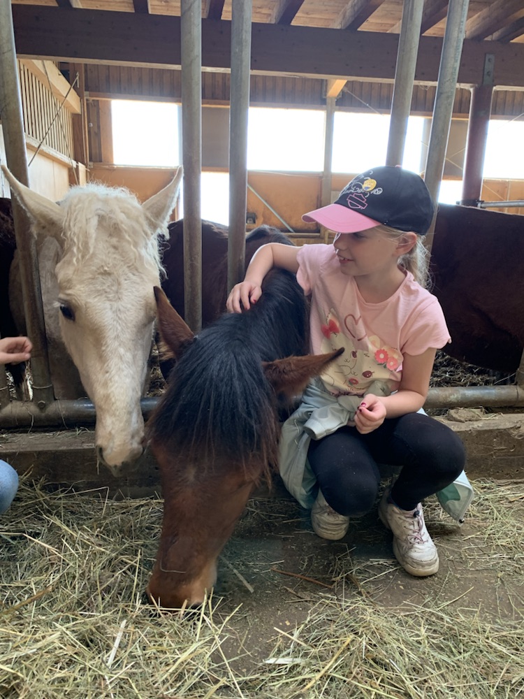 Curly Horse im Stall